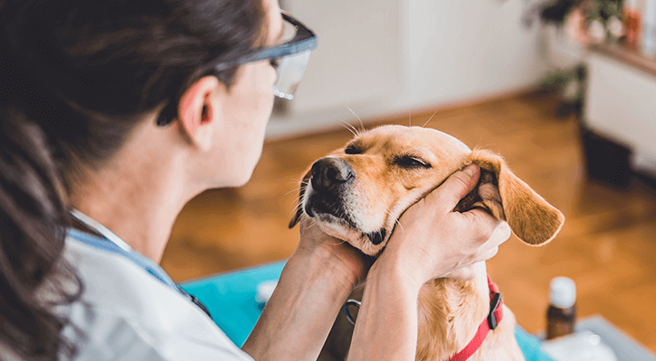 A dog being pet by their owner and receiving a wellness exam in Wauwatosa, WI