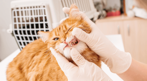 a cat receiving a dental care in Wauwatosa, WI