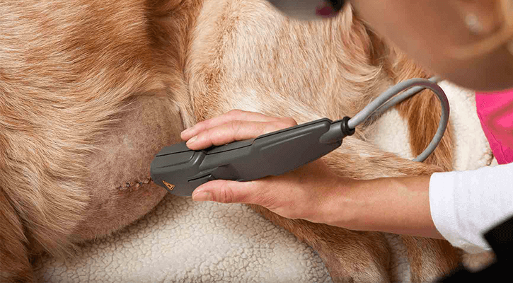 Pet Laser Therapy in Wauwatosa, WI