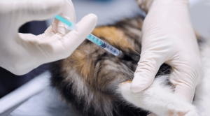 A cat receiving a vaccine at a veterinary hospital in Wauwatosa, WI
