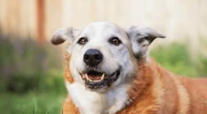Senior Pet Care Exams in Wauwatosa, WI